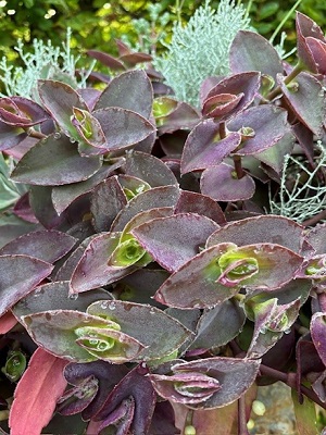 TRADESCANTIA Fuzzy Purple